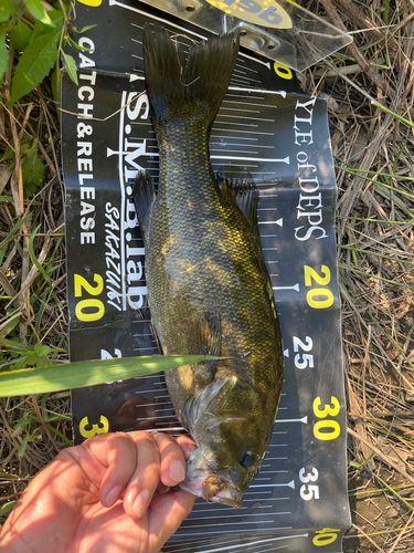 スモールマウスバスの釣果