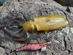 イカの釣果
