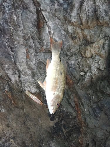 イッテンフエダイの釣果