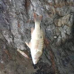 イッテンフエダイ