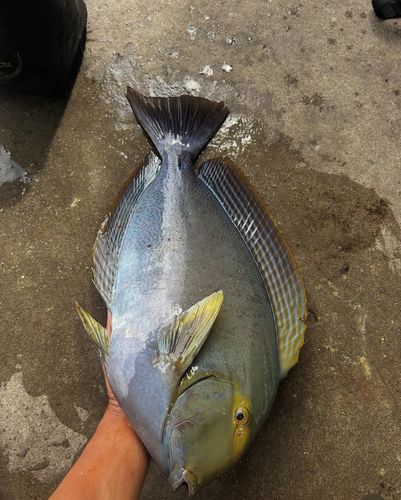 トカジャーの釣果