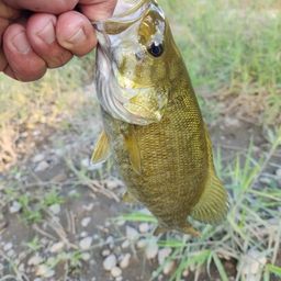 スモールマウスバス