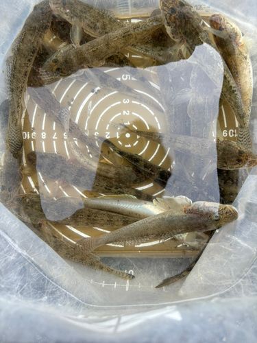 マハゼの釣果