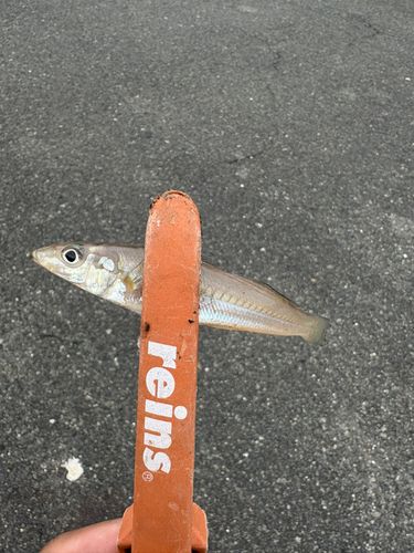 シロギスの釣果