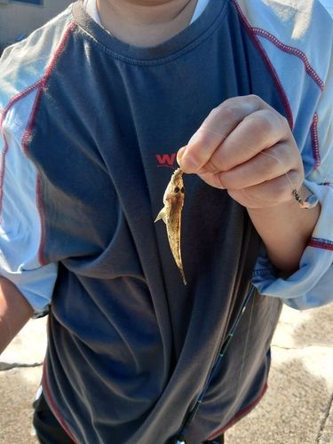 マハゼの釣果