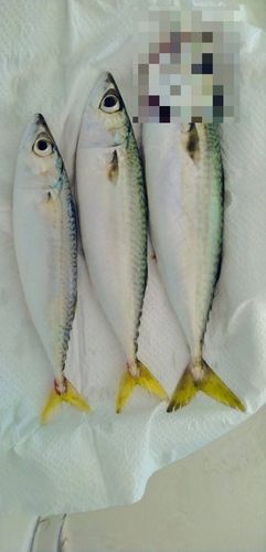 石巻湾
