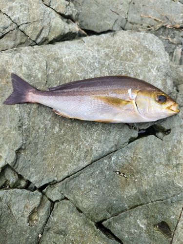 イサキの釣果