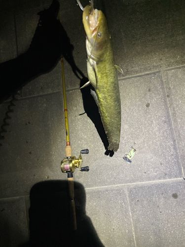 ナマズの釣果