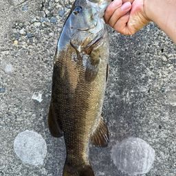 スモールマウスバス