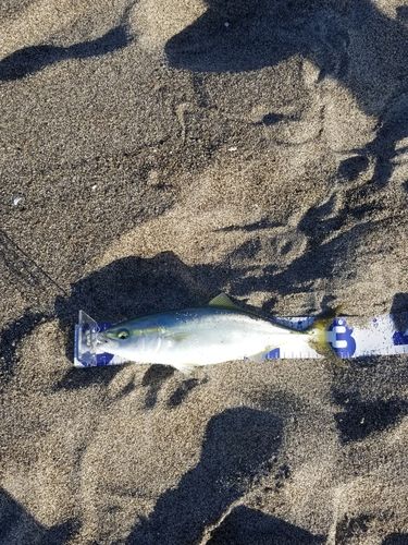 ワカシの釣果