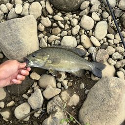 スモールマウスバス