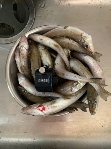 キスの釣果
