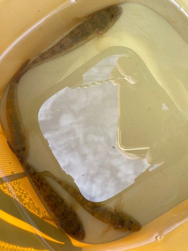 マハゼの釣果