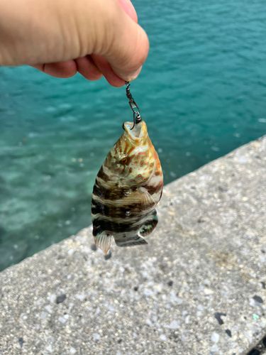 ヒロサーの釣果