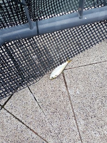 豊洲ぐるり公園