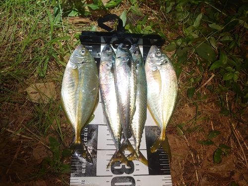 シマアジの釣果