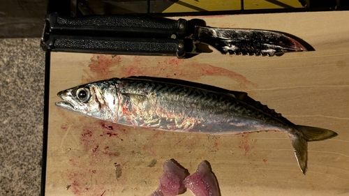 釜石湾