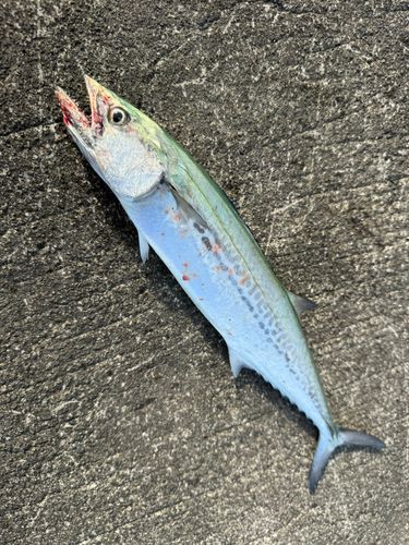 駿河湾