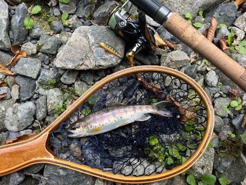 ヤマメの釣果