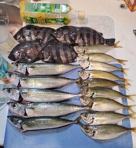 サバの釣果