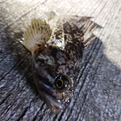 クロソイの釣果