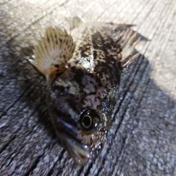 クロソイ