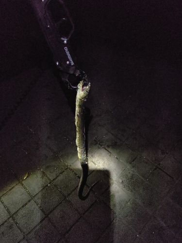 ウナギの釣果