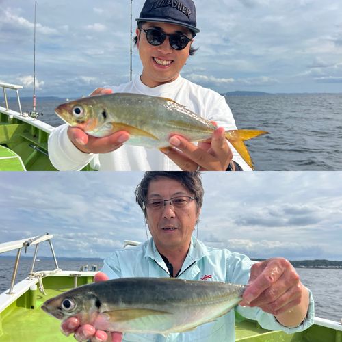 マアジの釣果