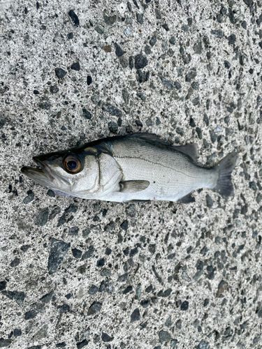セイゴ（ヒラスズキ）の釣果