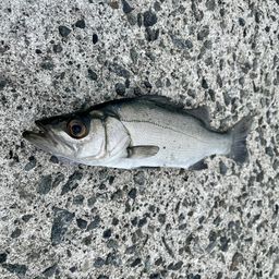セイゴ（ヒラスズキ）