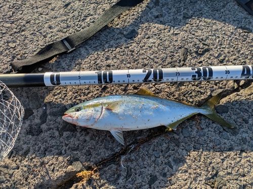 フクラギの釣果