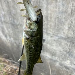 ブラックバス