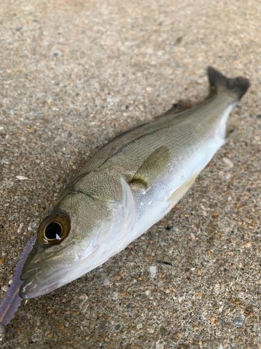 セイゴ（マルスズキ）の釣果