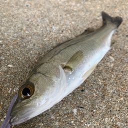 セイゴ（マルスズキ）