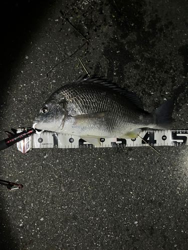チヌの釣果