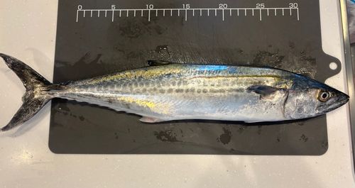 サゴシの釣果