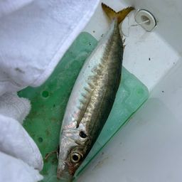 アジ