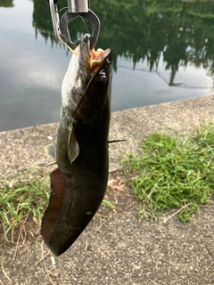 ナマズの釣果