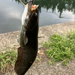 ナマズ