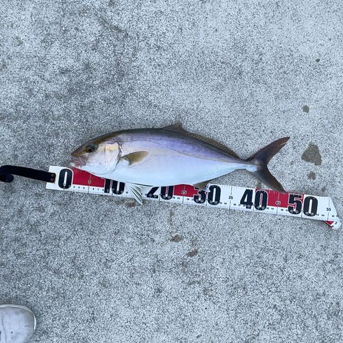 ネイリの釣果