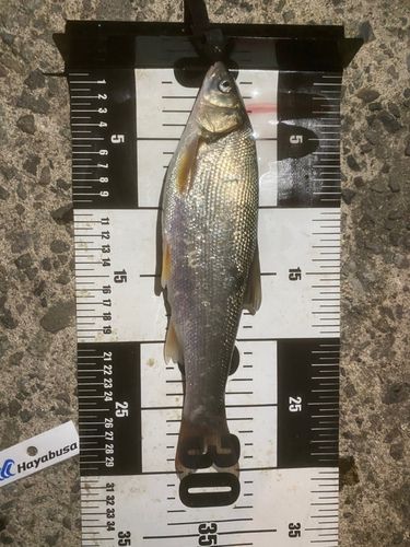 ワカシの釣果