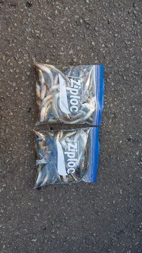 ハゼの釣果