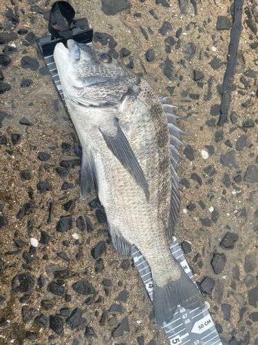 チヌの釣果