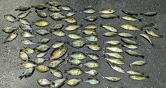 ブラックバスの釣果