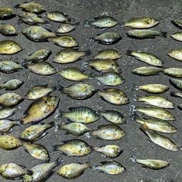 ブラックバス