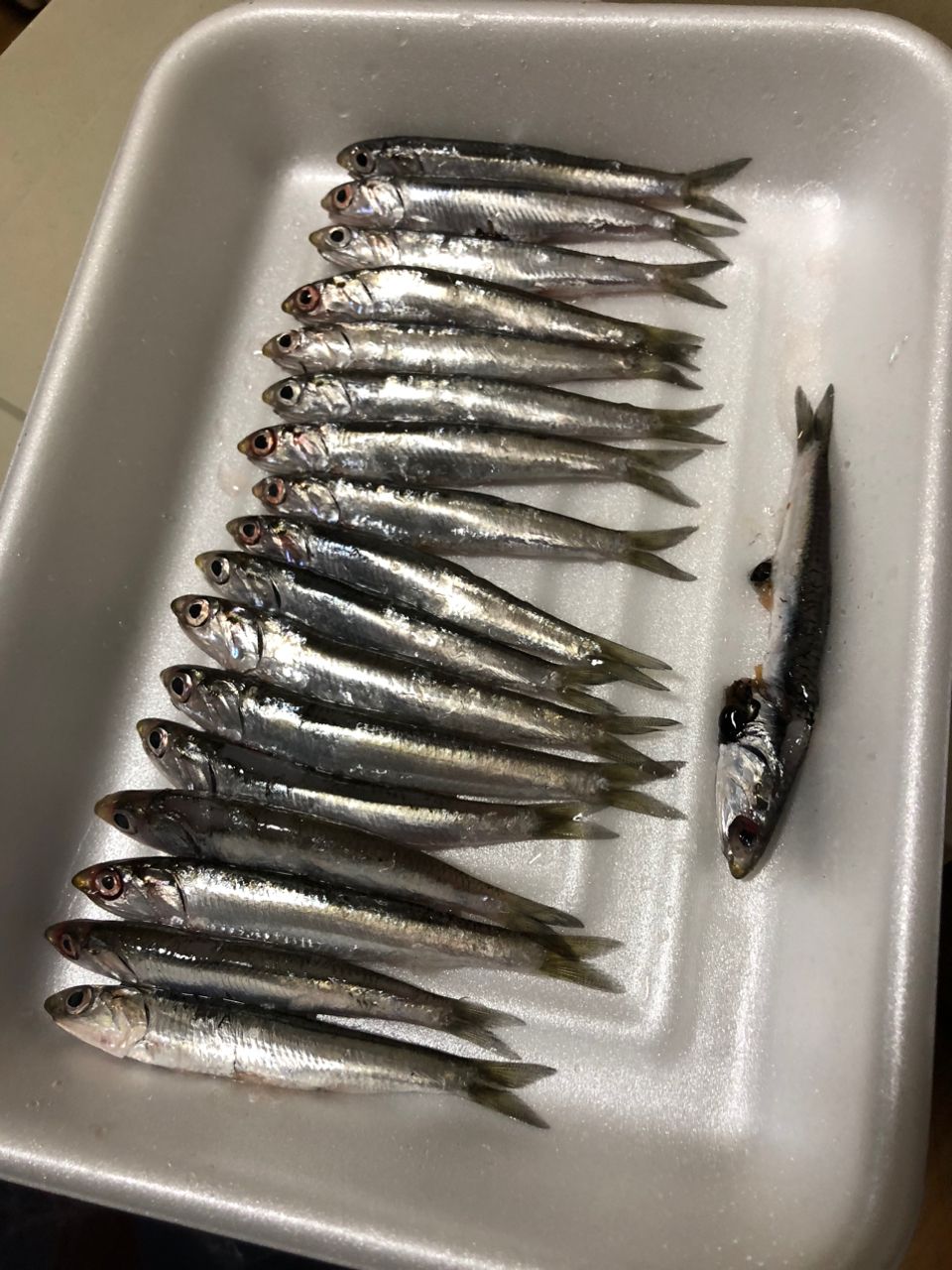 カタクチイワシ