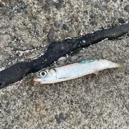 ウルメイワシ