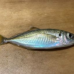 アジ