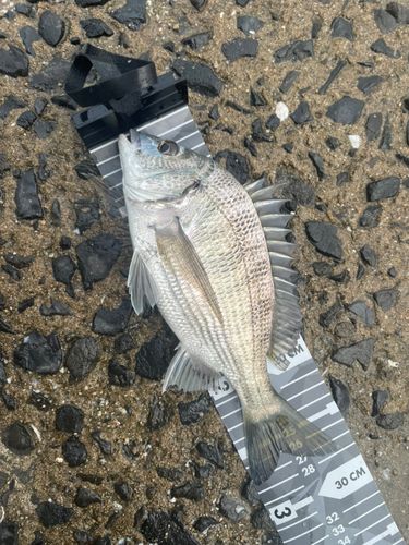 チヌの釣果