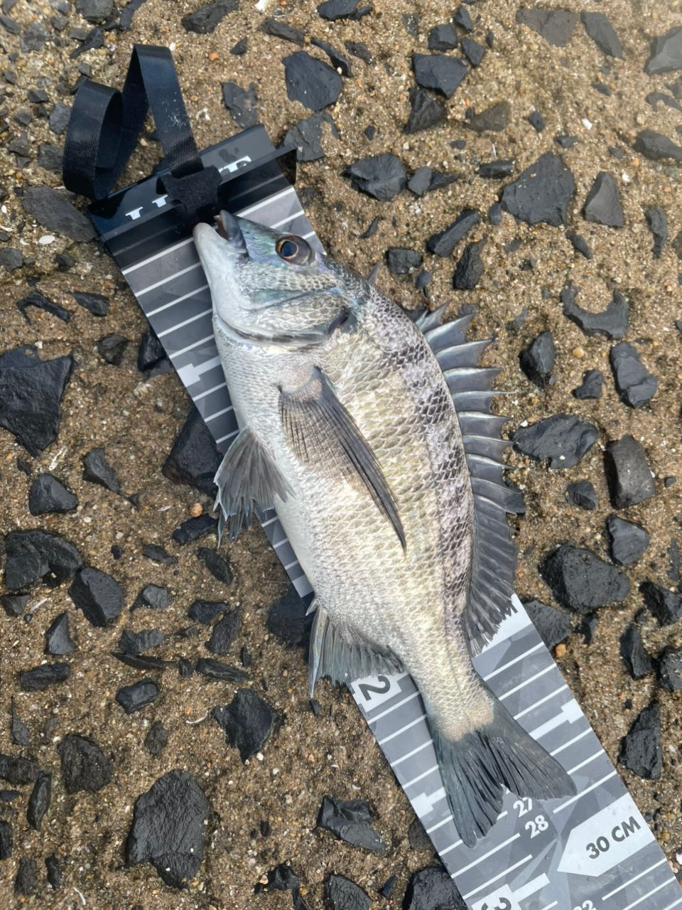 チヌ